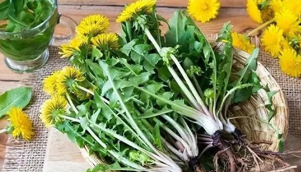 매일 민들레를 마실 때 신체에서 어떤 변화가 있습니까? 민들레 추출물은 항암에 사실입니까?