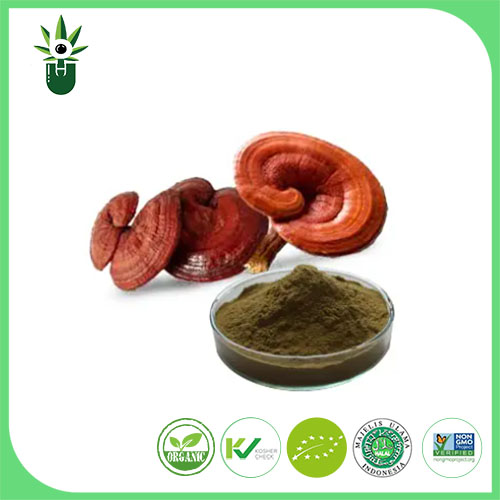 Ganoderma Lucidum 추출물